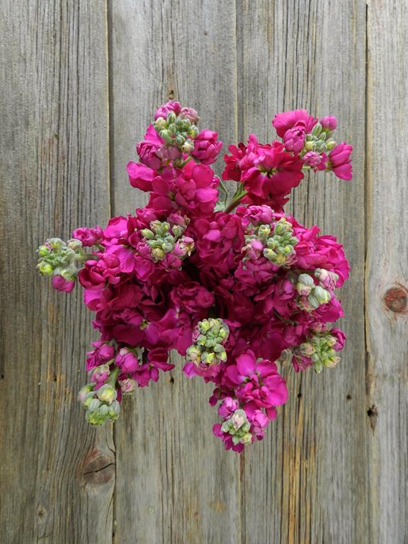 HOT PINK STOCK